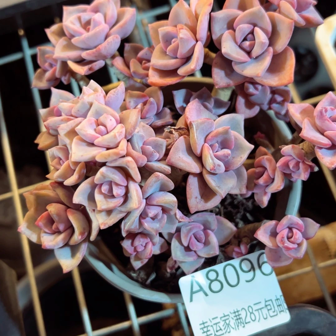 幸运的是我的朋友们一起