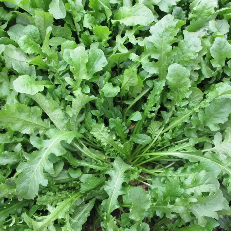荠菜种子农家四季大叶菜种籽食用盆栽荠荠菜种籽