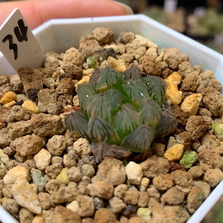 霓虹灯玉露锦带盆土