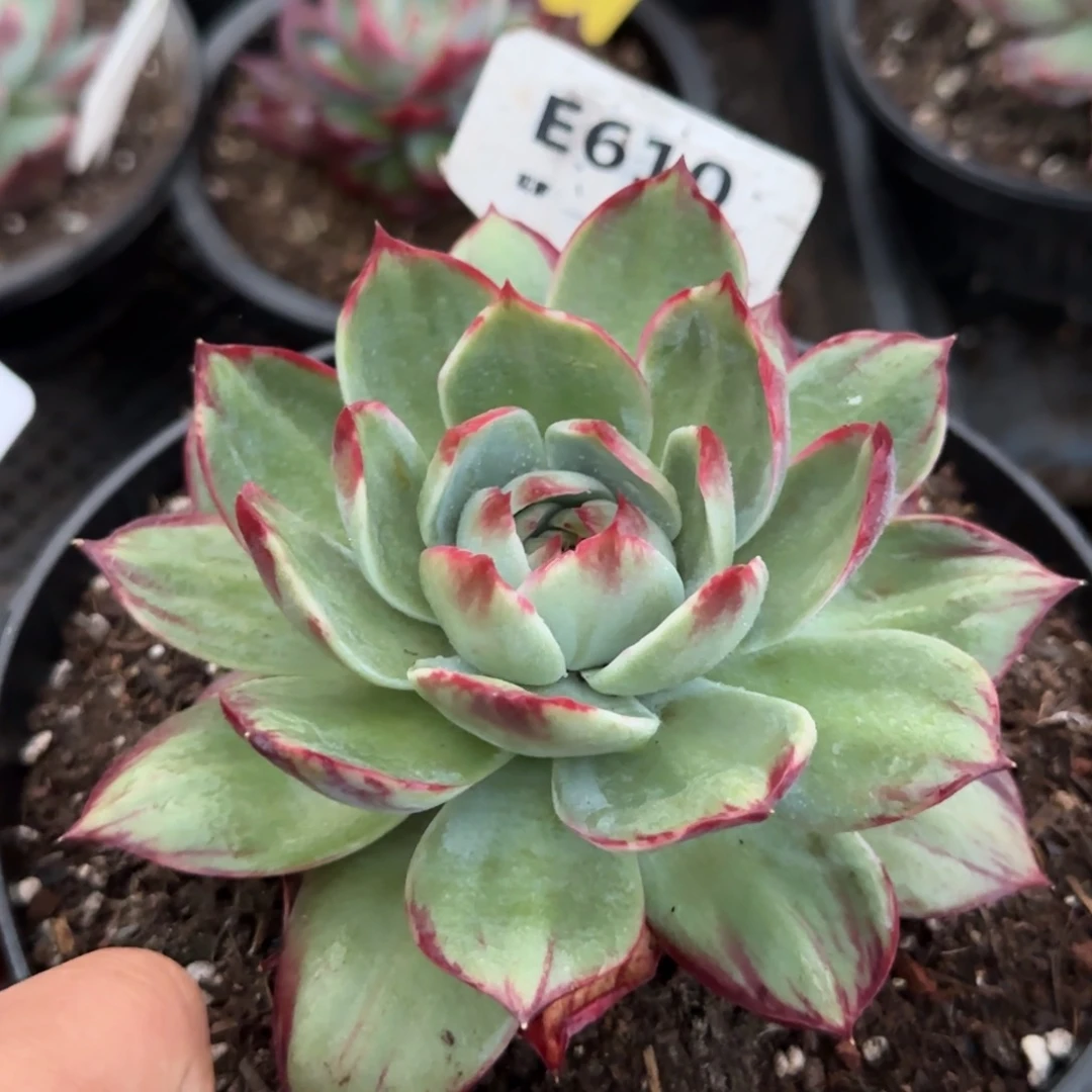 惊鸿一物一拍包装收缩花旱610