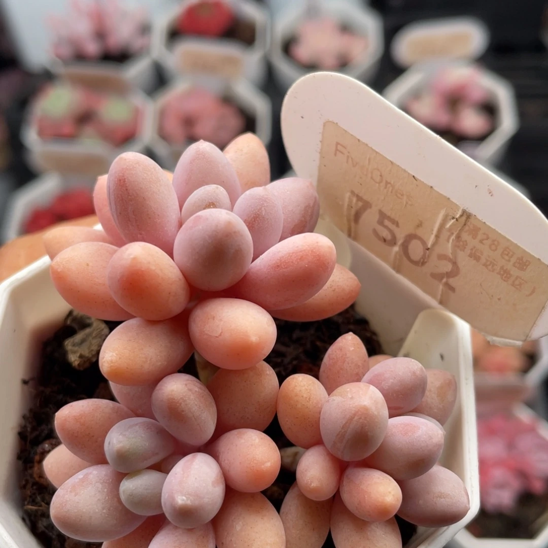 粉色恋人7502-6.5厘米