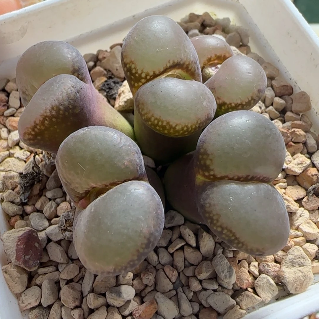 多肉植物紫黑一颗52号