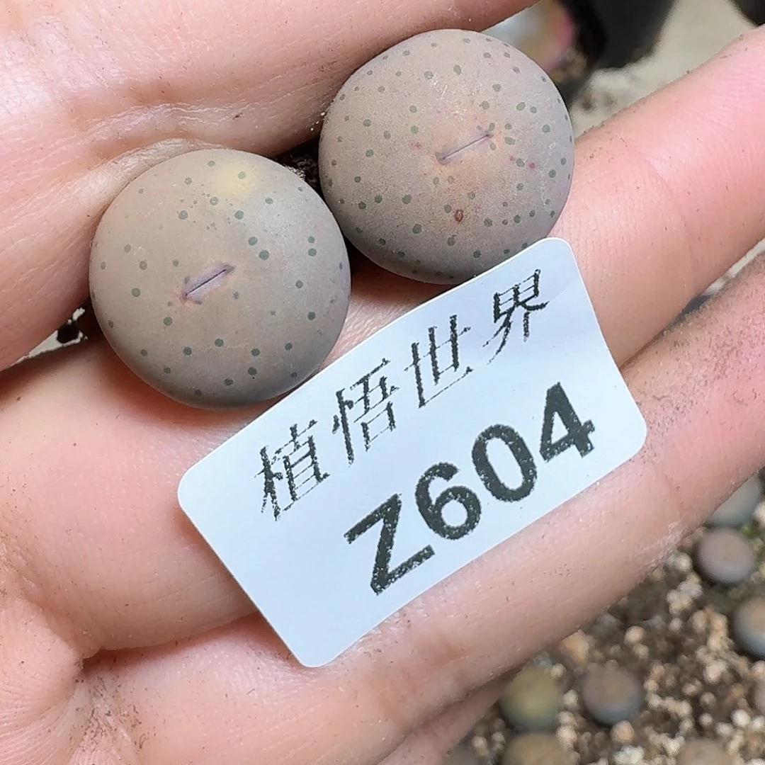 Y***i604盒多肉植物哇f f