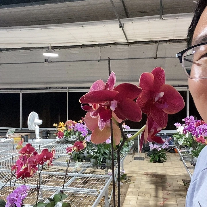 完全开放突尼斯3.5加高硬壳