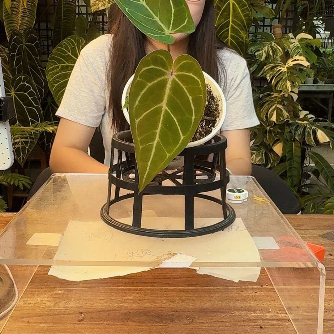 大***丝无花朵一物一拍A843
