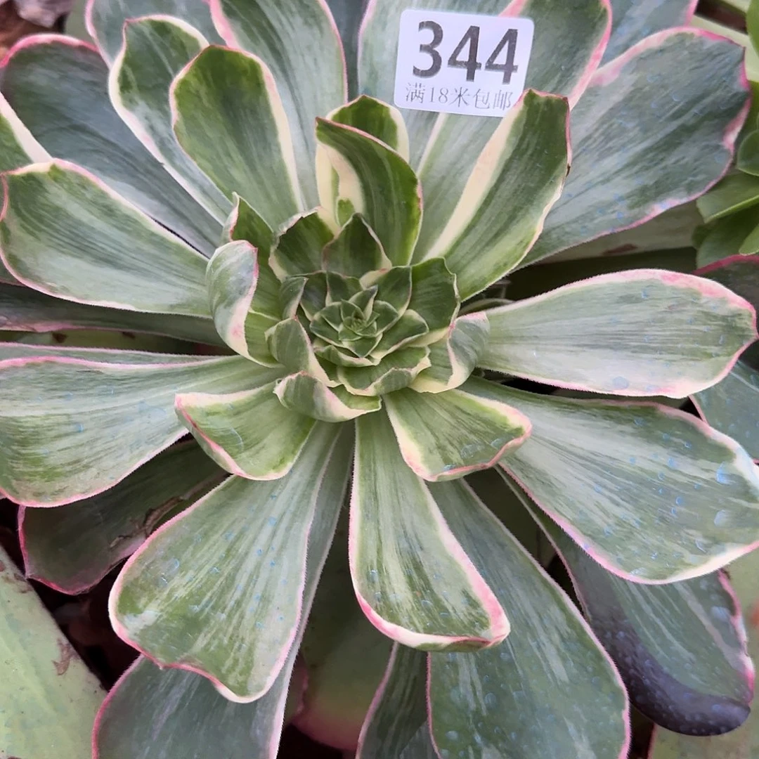 河***术344恶魔之眼福利无根