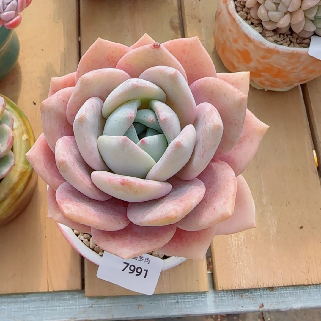 粗桩红茶，7991多肉植物