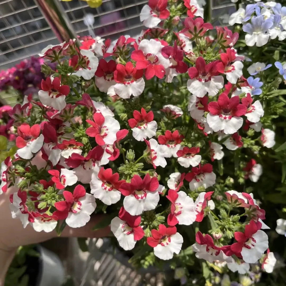 【运河家】龙面花红白双色蓝白双色阳台小盆栽