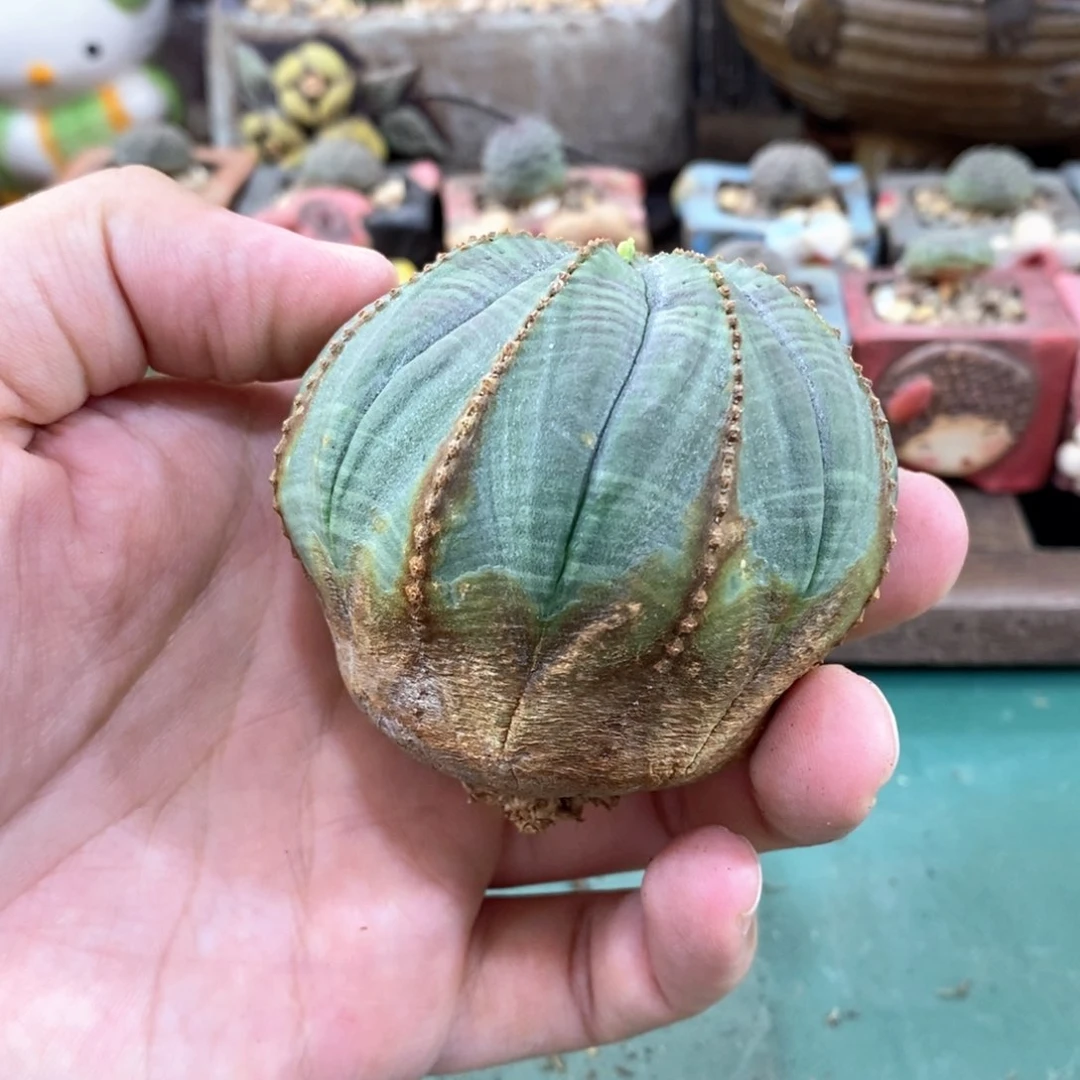 原产地布纹球多肉植物