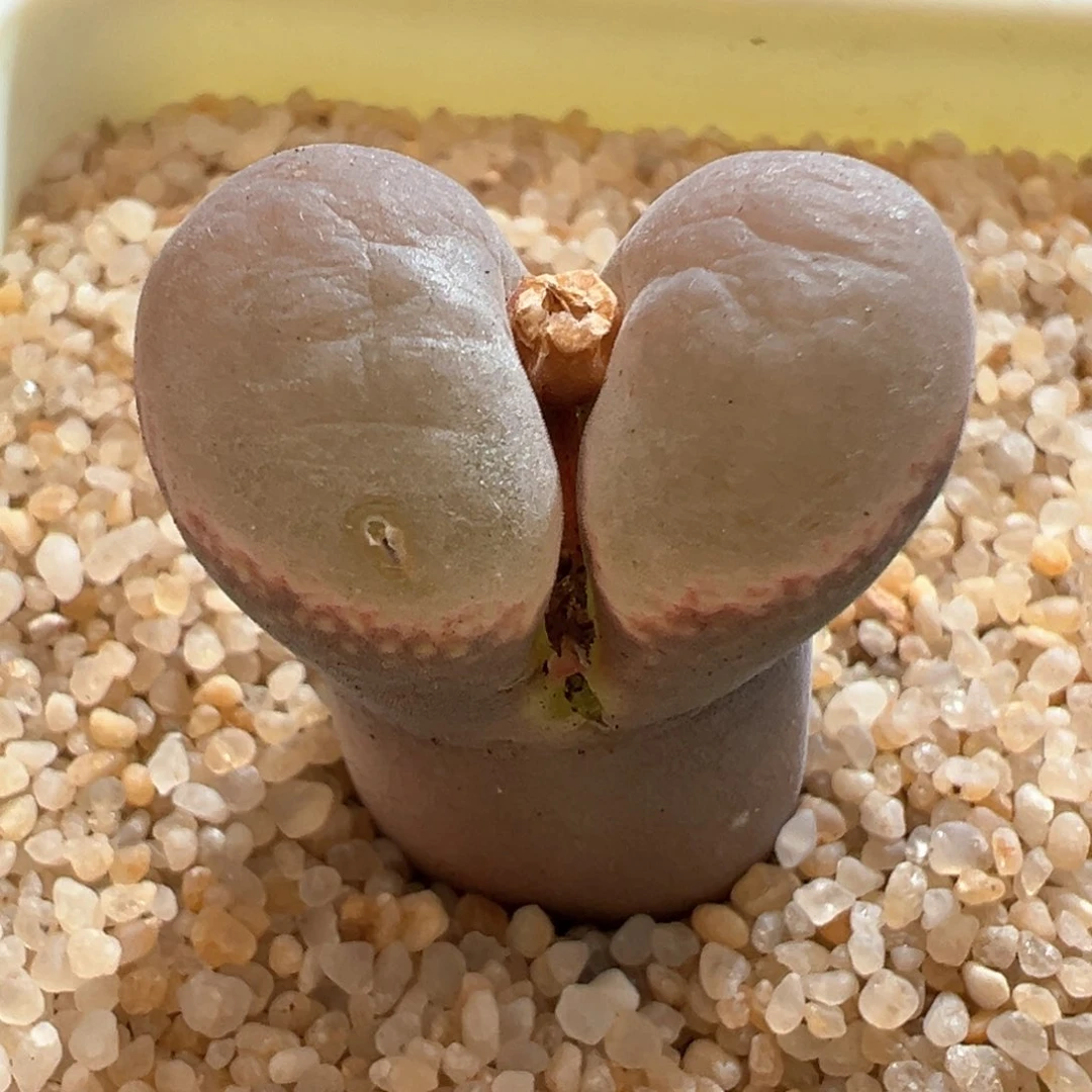 150。青蛙 优选SW肯哈德大母本 多肉