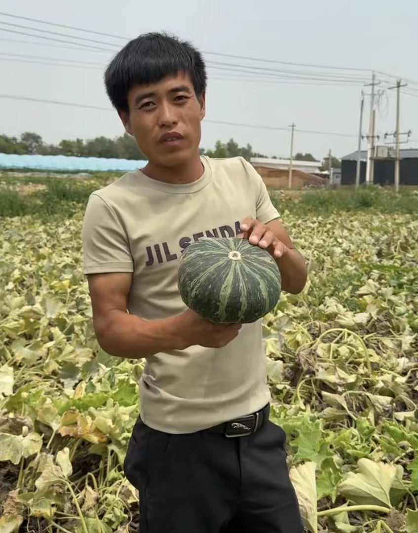 【靖边周二娃】板栗南瓜 陕北沙地南瓜5斤/10斤包邮