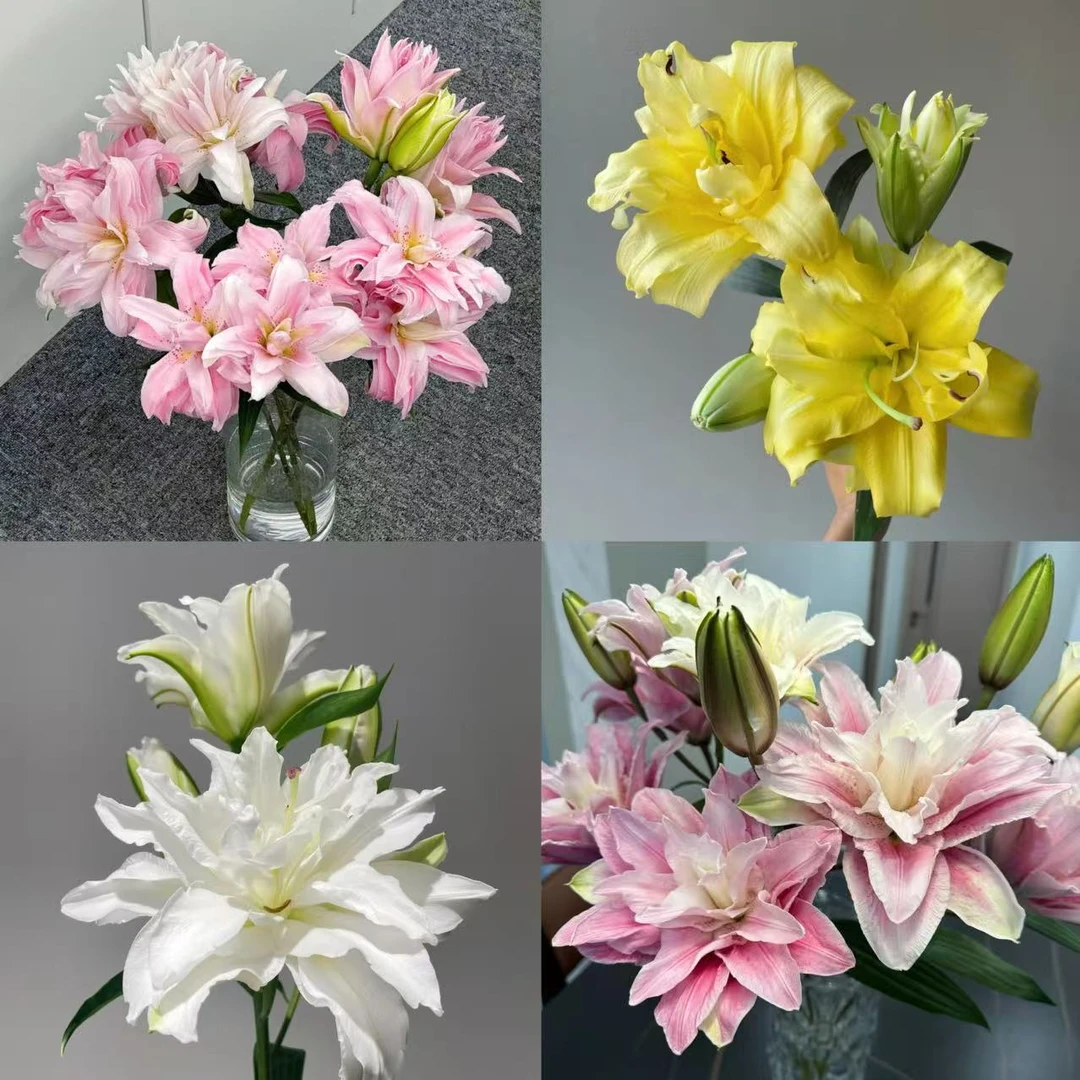 【1头】不选色重瓣百合 全场任意两单以上包邮 损坏10%不售后