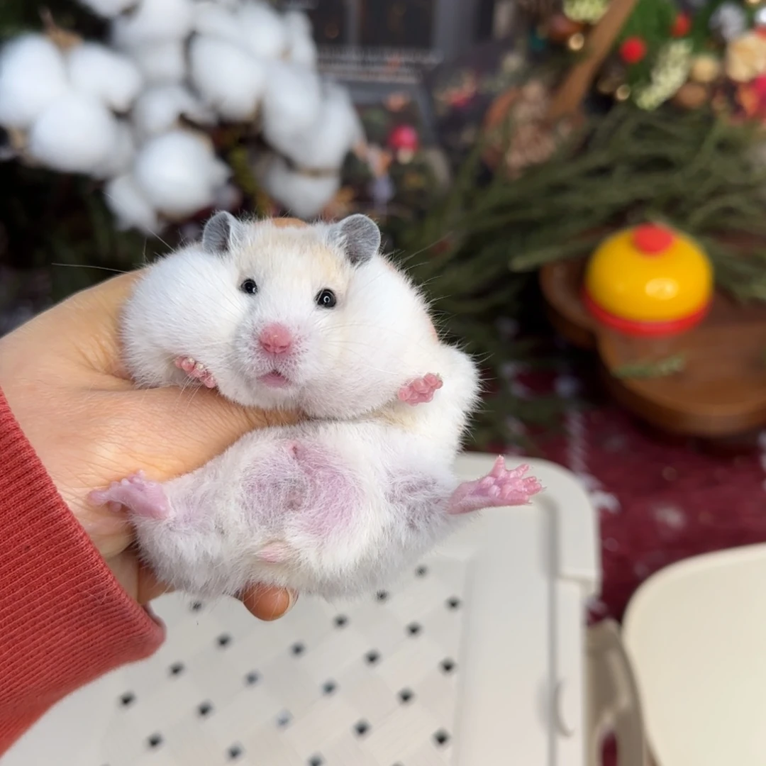 短毛黄波弟弟12.02