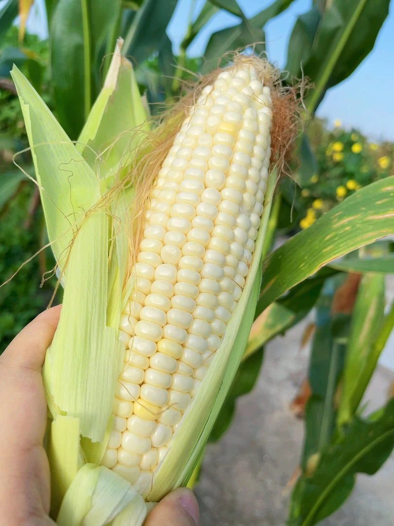 贵州高山农家自产现摘现发又甜又糯玉米
