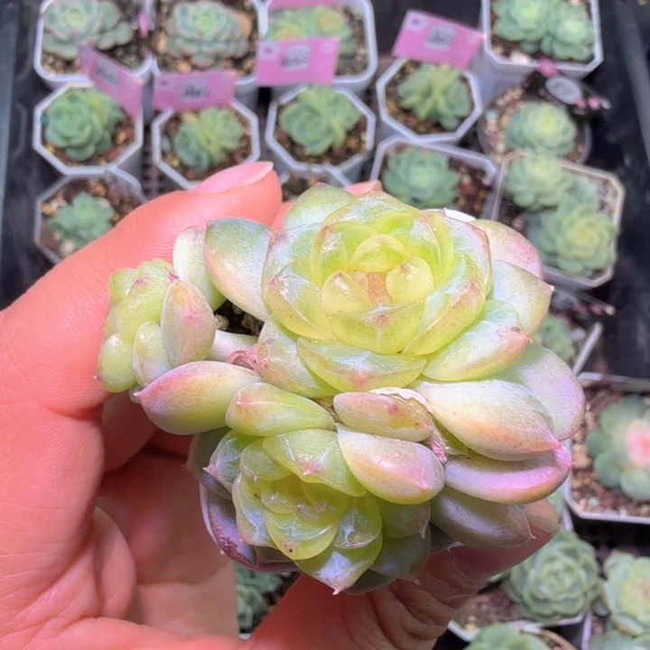 饱***饿六一四甜心开心快乐