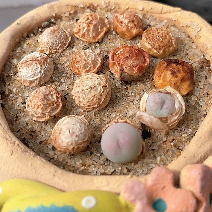 小拳拳一颗买3送1