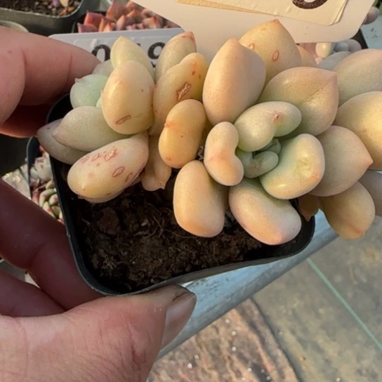99比尔盖茨 一物一拍多肉