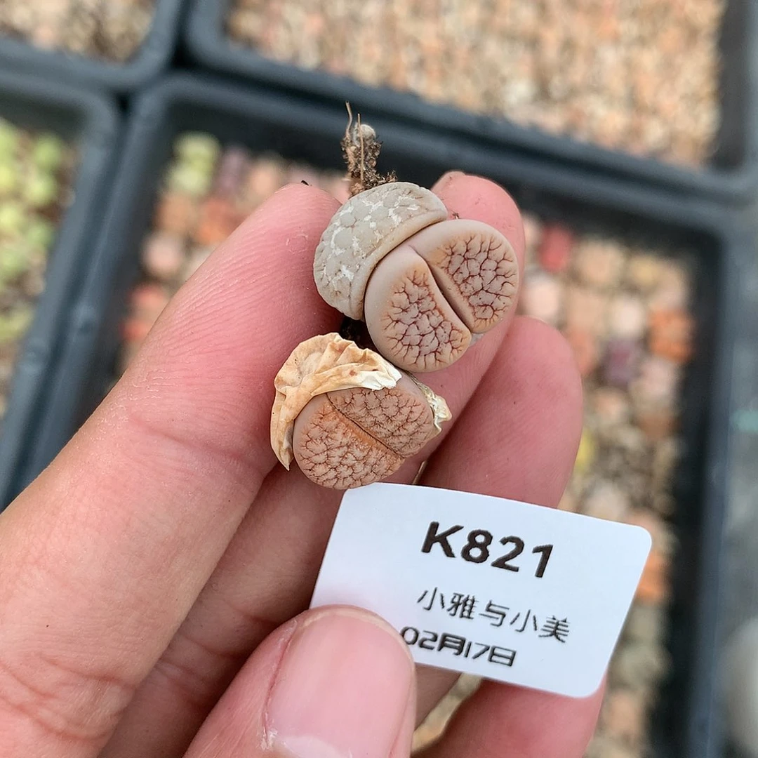 一*K821多肉植物保护