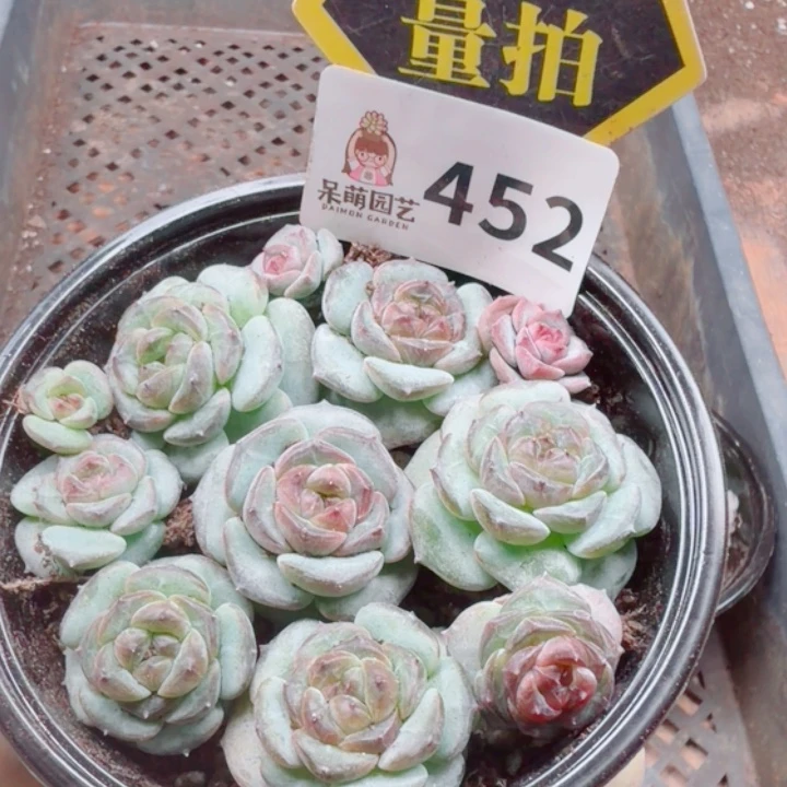 多肉植物多肉植物