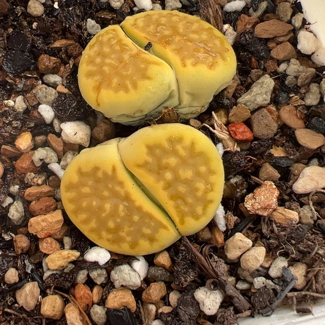 521多肉植物种类多样