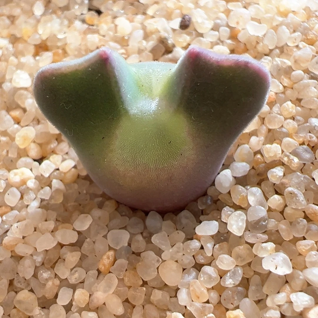 113青蛙种源大眼空蝉四年