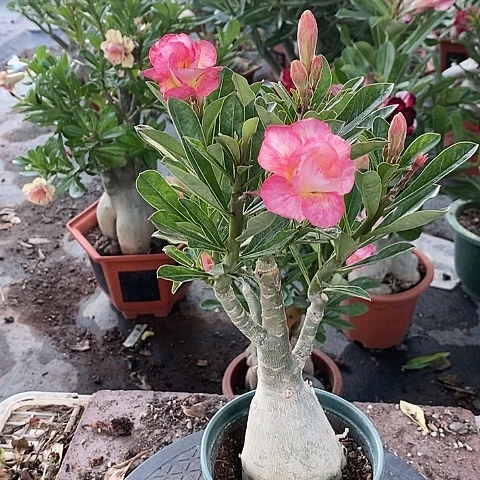 【闪购商品】无花朵浪***涯