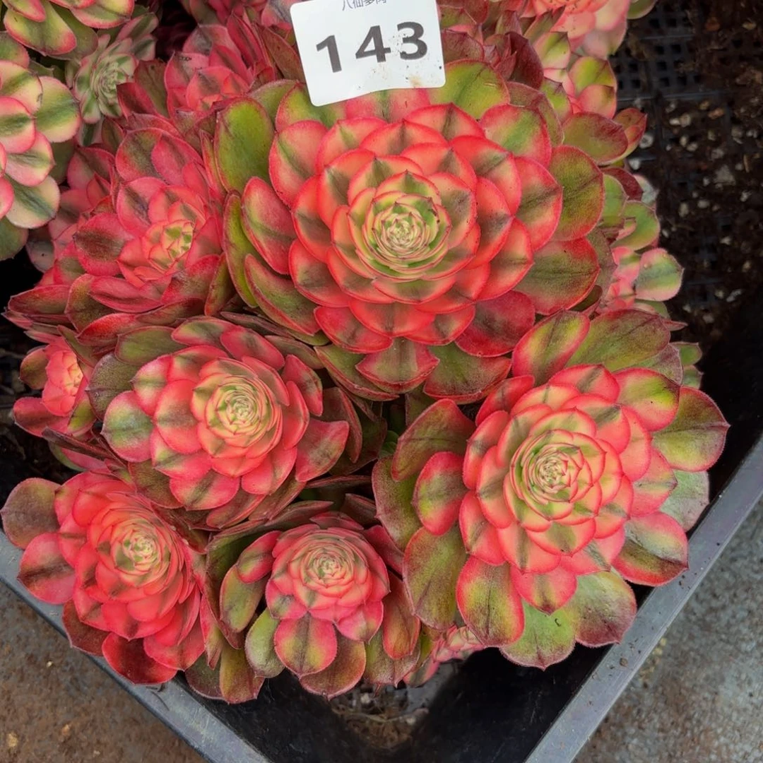 彤***芬143多肉植物荔枝