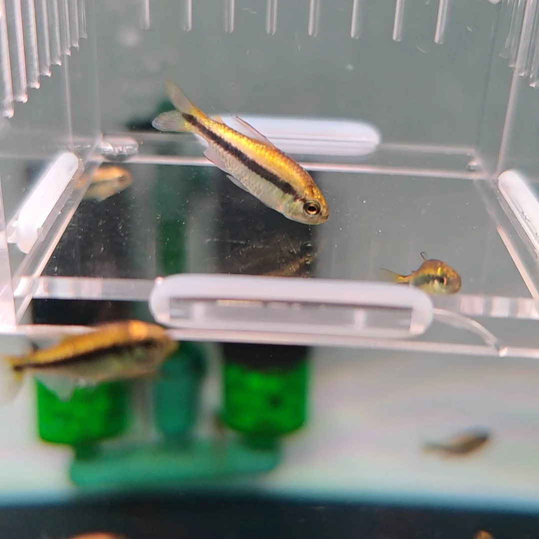 灯科鱼白金柠檬蓝帝