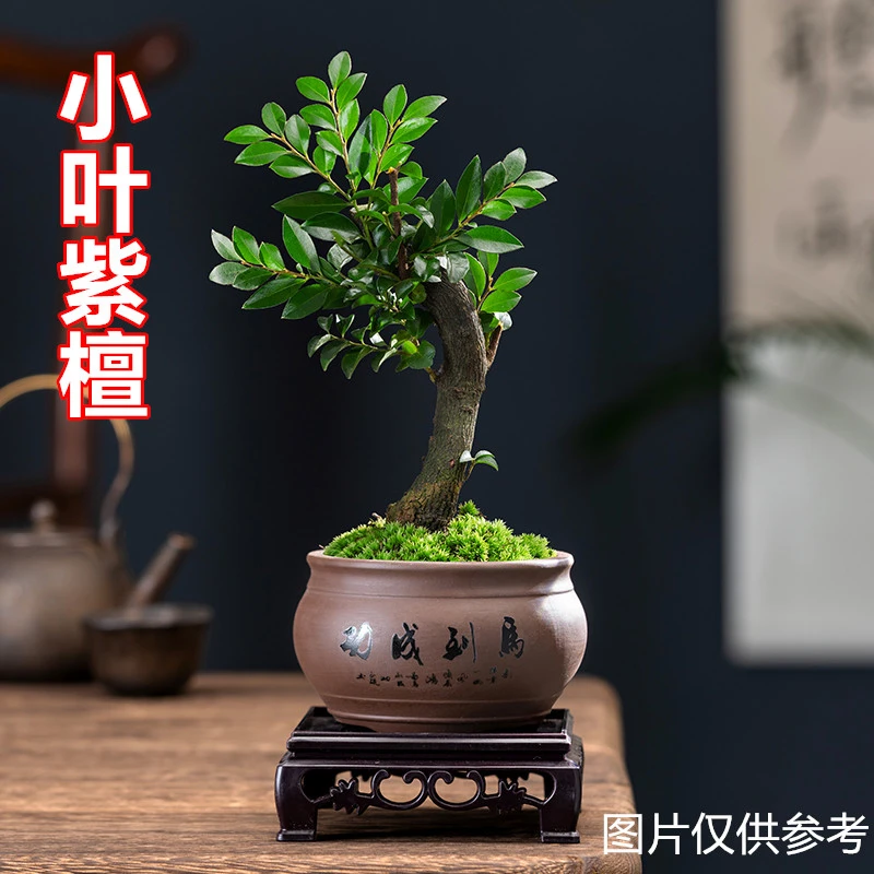 小叶紫檀盆栽植物盆景老桩室内桌面绿植四季青好养办公室客厅树苗