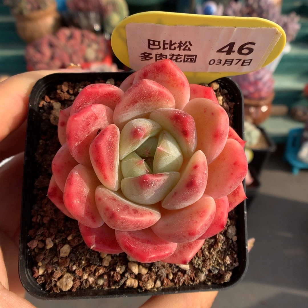 46糖心刚毅多肉植物