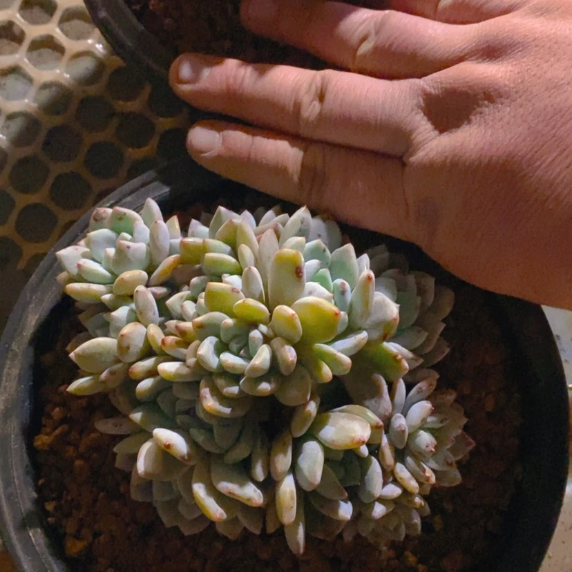 【闪购商品】榴***淋1111111