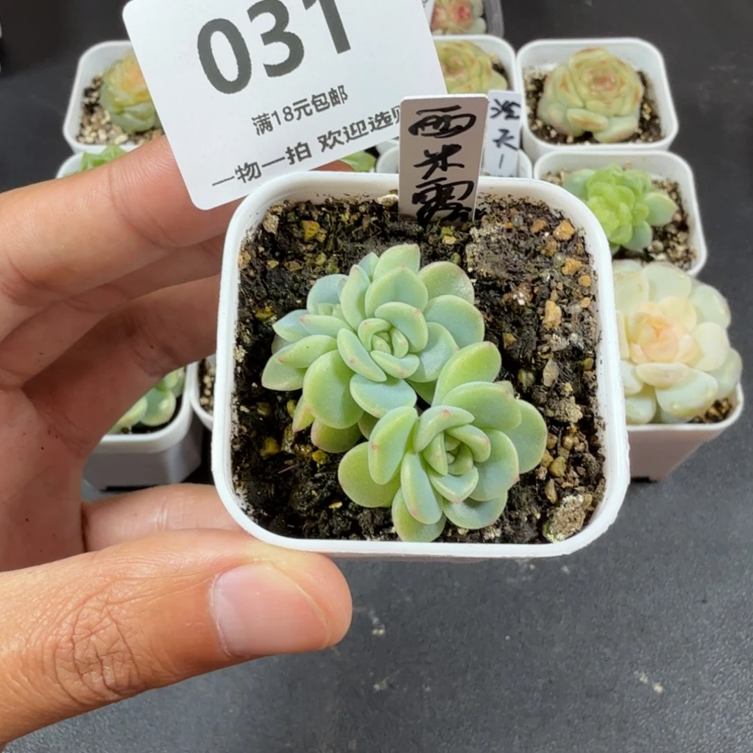 三头西米露一物一拍031
