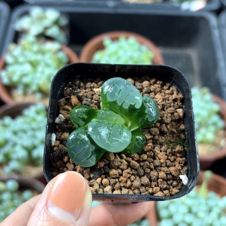 水晶葡萄克多肉植物