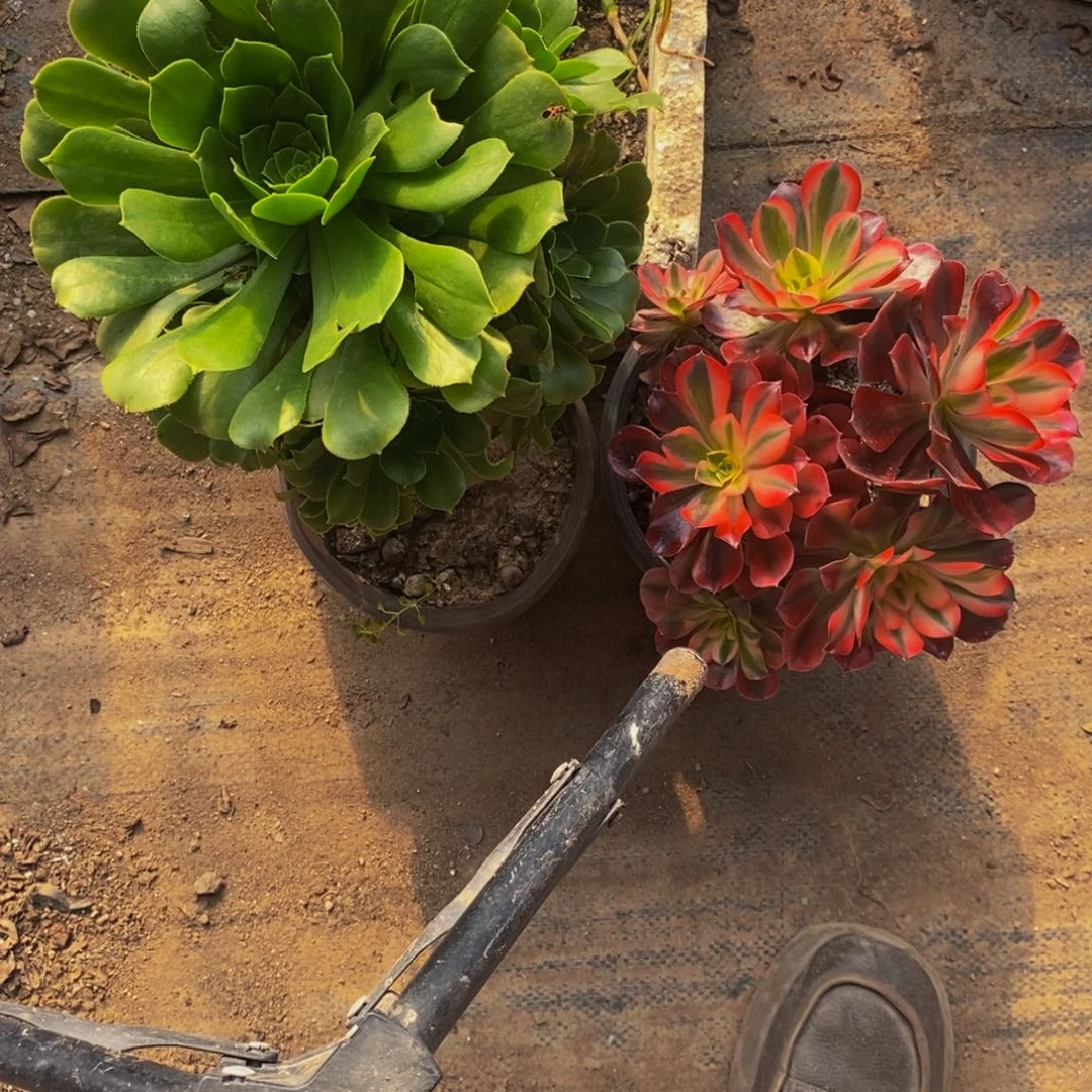 绿羊绒➕美杜莎法师多肉