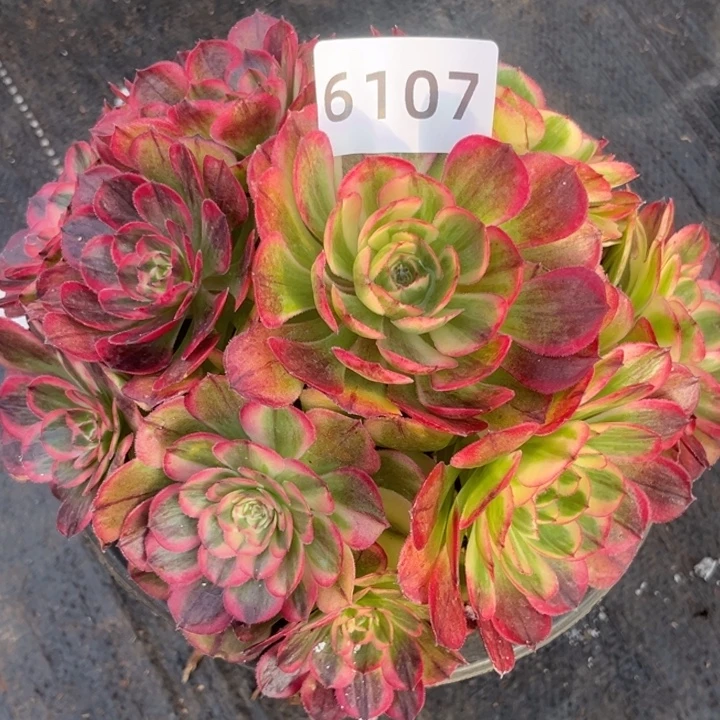 海神周正捧花特价多肉