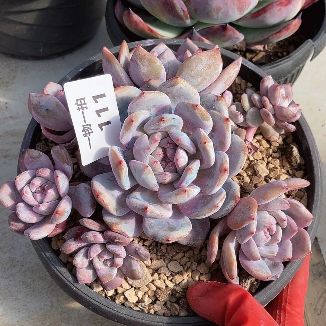 111 一物一拍不退不换