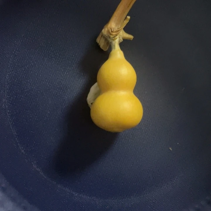 大***长草里金奶嘴八宝微凸脐卡3.5