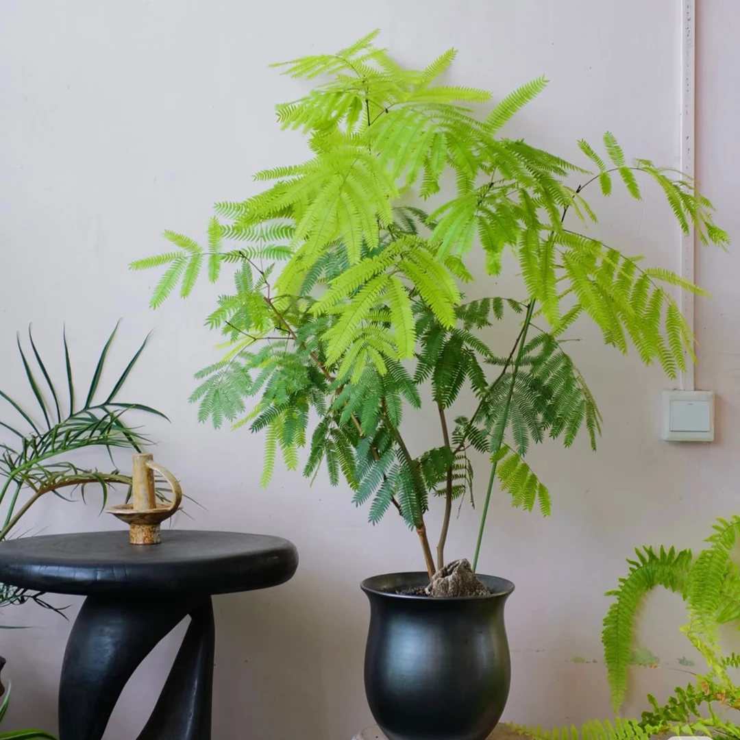 密叶猴耳环日本进口室内耐阴好养四季常绿盆栽植物ins风轻岛植物