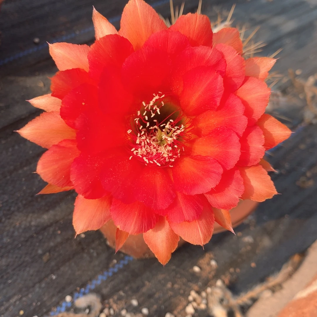 3992实生彩草15公分杯