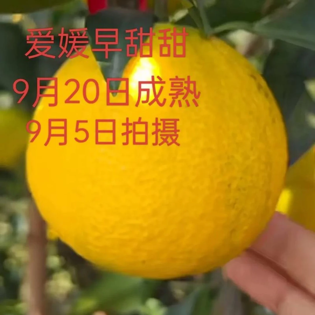 早甜甜特早熟红美人果果新鲜采摘9.16号左右