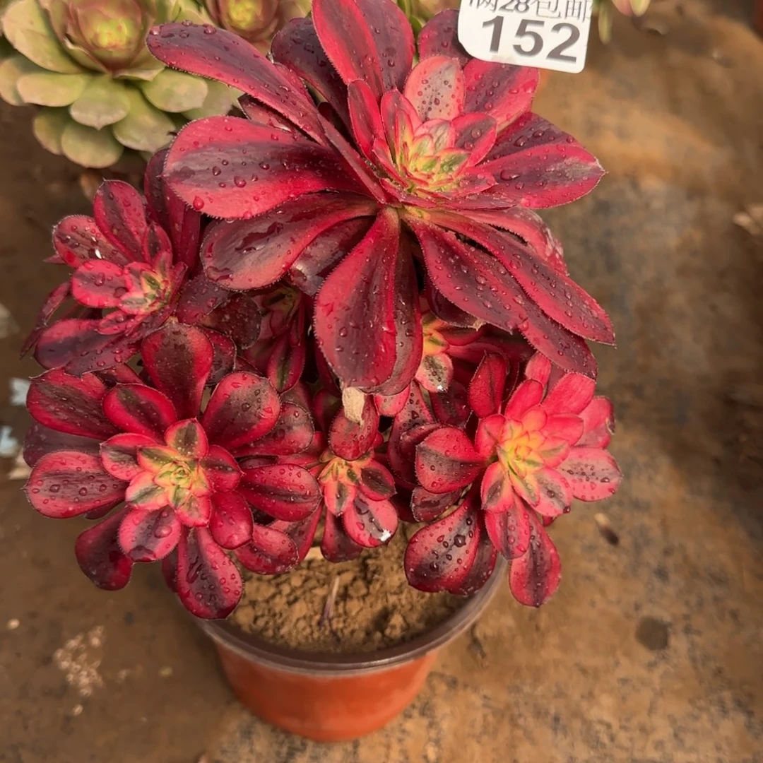 香奶奶多肉152满28包邮断枝不包