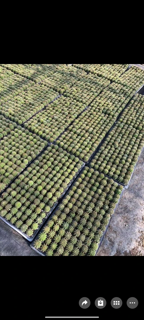 实生仙人球彩草，毛花柱穴盘苗