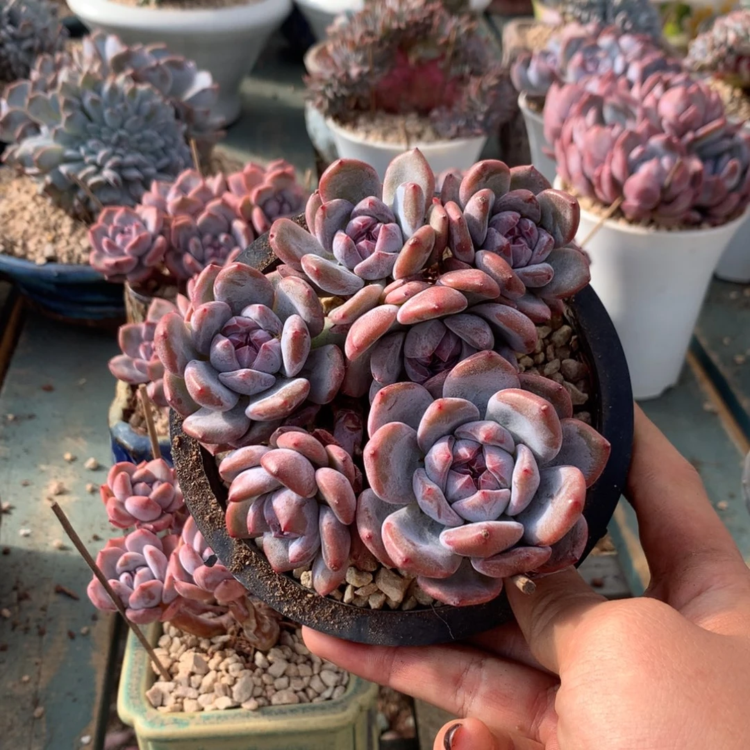 石榴籽小脸高杆花花