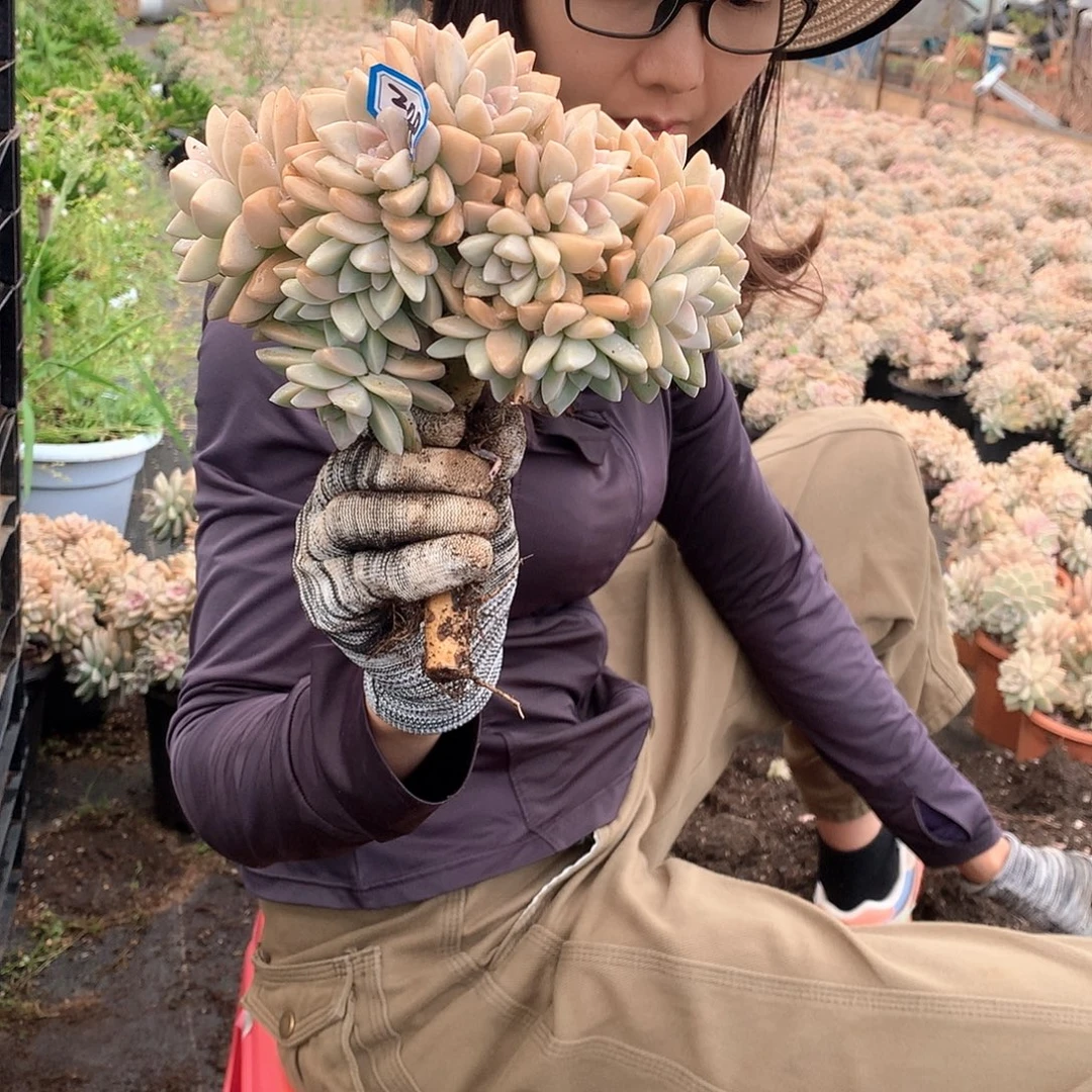 208 淡雪缀 一物一拍