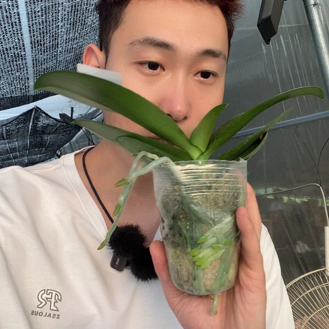 无花朵祥云蝴蝶兰