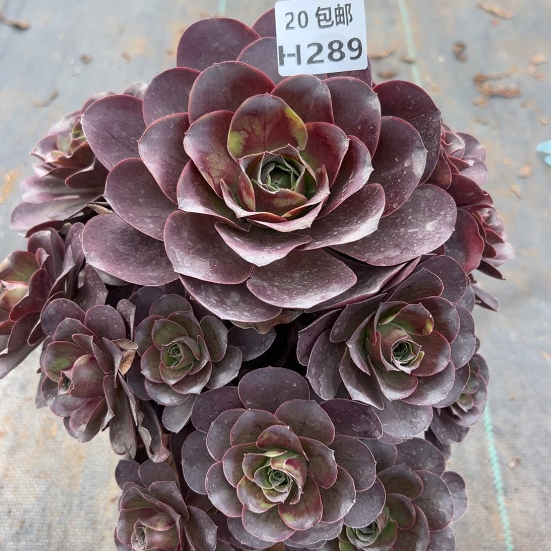 289魅金，多肉法师