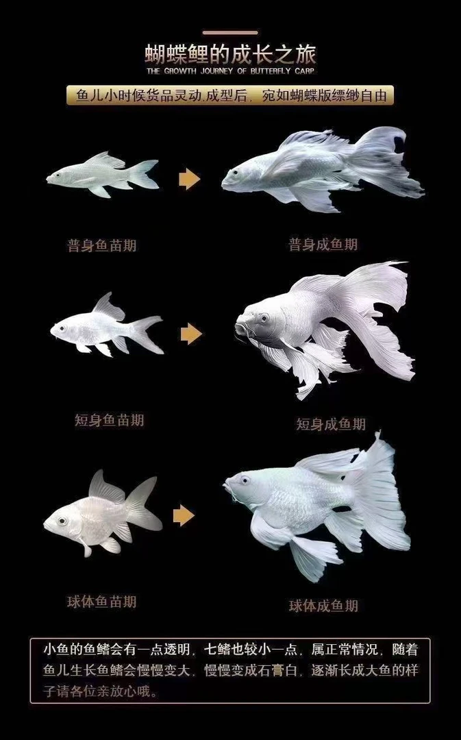【蝴蝶鲤鱼】观赏鱼养殖饲养【白贵妃普身8-11公分】随机发货渔场发货