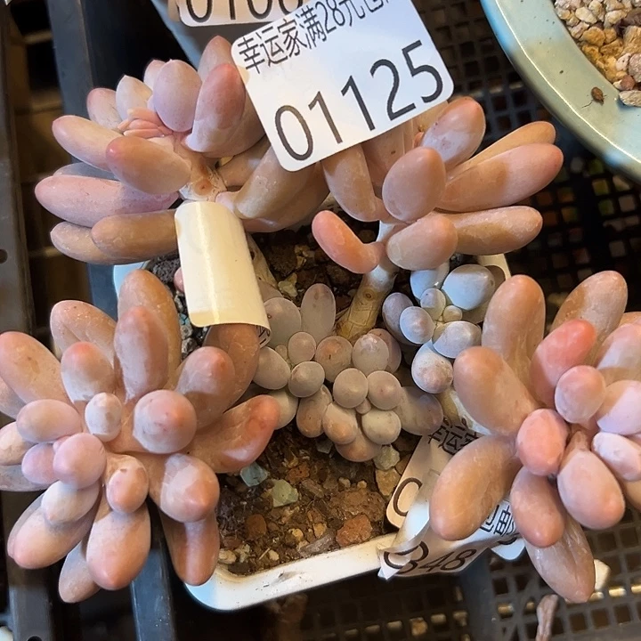 幸运儿是一位非常幸运