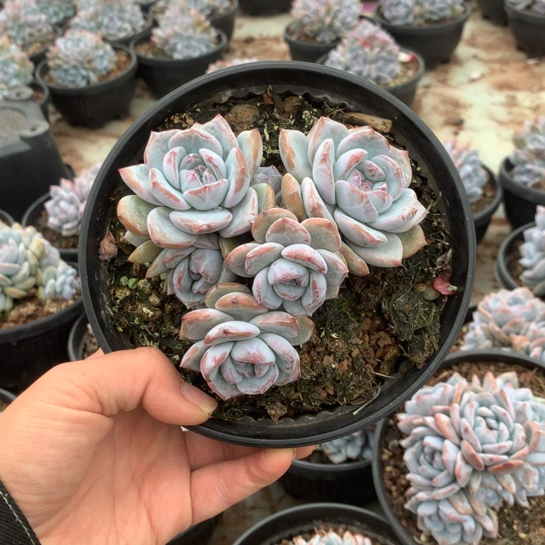 无花朵无砍哈哈哈哈哈哈哈