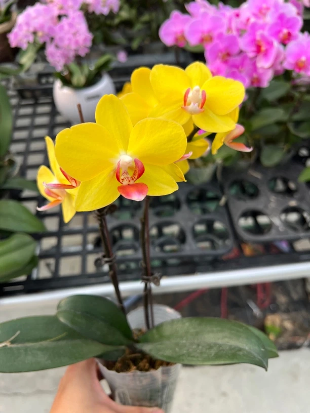 富豪优选（黄金格格）蝴蝶兰花期长好养护